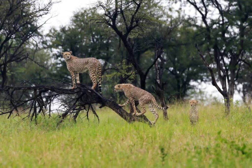Cheetah playing in the Serengeti Plains during a 10 days Luxury Tanzania safari by watusafaris