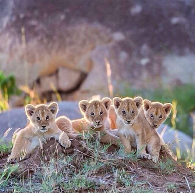 Lions cabs waiting for their mother in Serengeti National Park