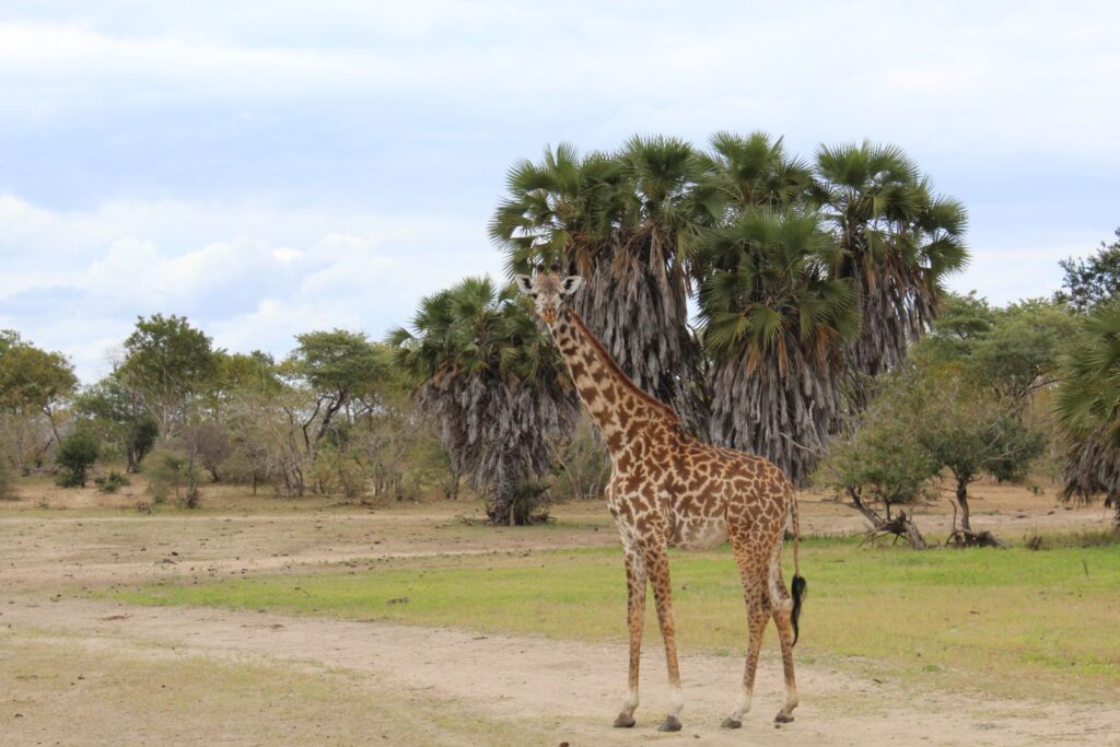 Giraffe in Nyerere National Park - Safari to Nyerere National Park