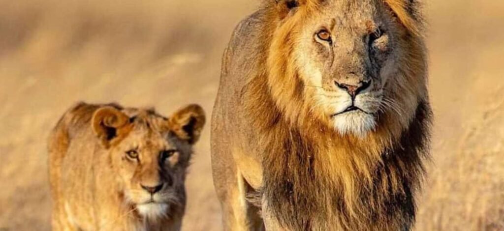 Lions walking in the Serengeti Plains in Serengeti National Park - 10 days migration safari