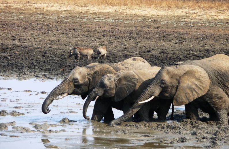 Elephants drinking water at the hippopool in Mikumi National Park Tanzania - Longer Itineraries
