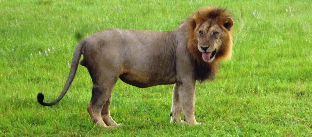 Lion walking on the flood plains of Mikumi National Park - 3 days safaris