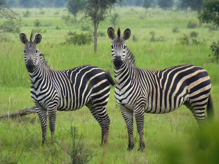 Sample Itineraries - Zebra in Nyerere National Park