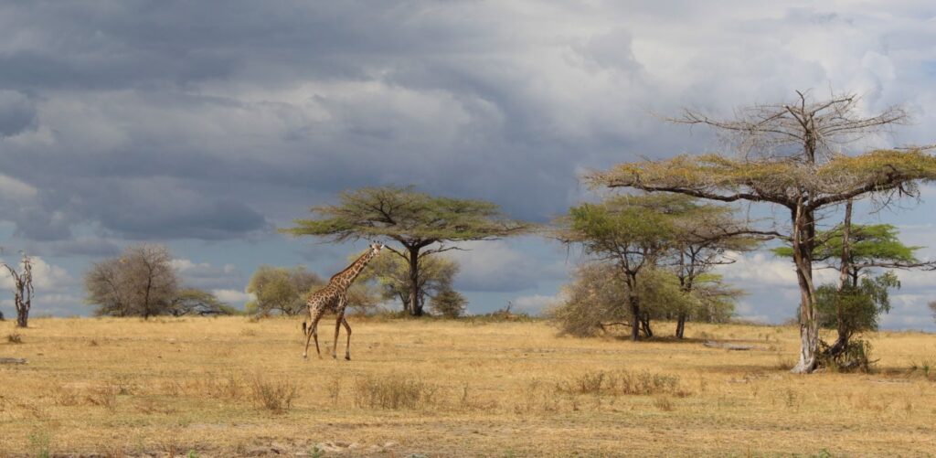 Nyerere National Park (Selous) plains