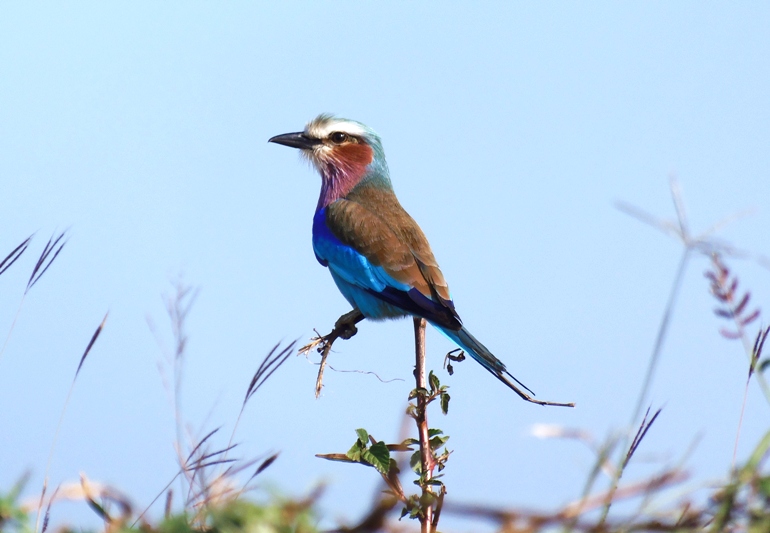 Lilac breasted roller in Mikumi National Park
