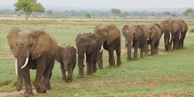 Elephants moving in a line in Mikumi National Park