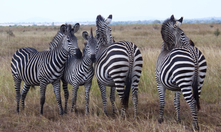 Zebra herd in Mikumi National Park