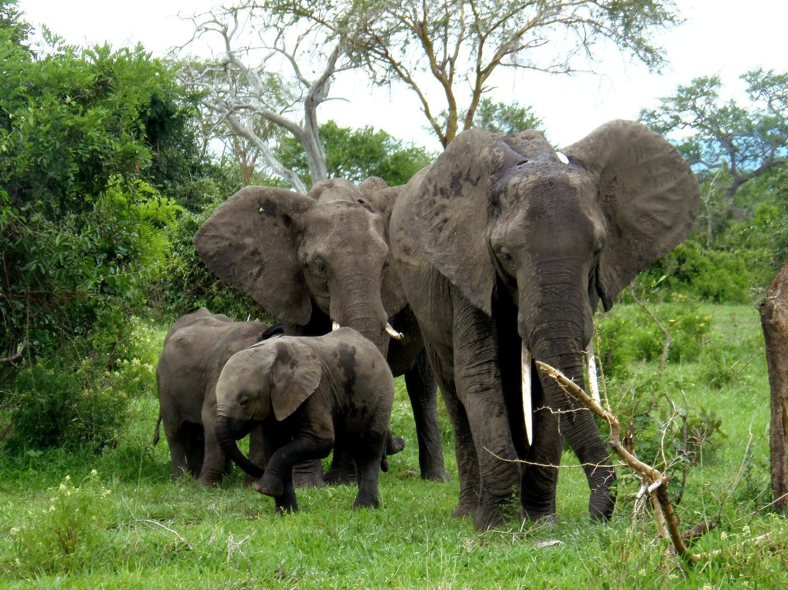 Where to go in Tanzania? - Elephants roaming the water holes in one of the National Parks in Tanzania